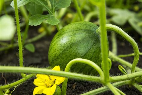 Watermelon Fertilizer » Top Feeding Tips