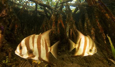 Gallery For > Mangrove Forest Fish