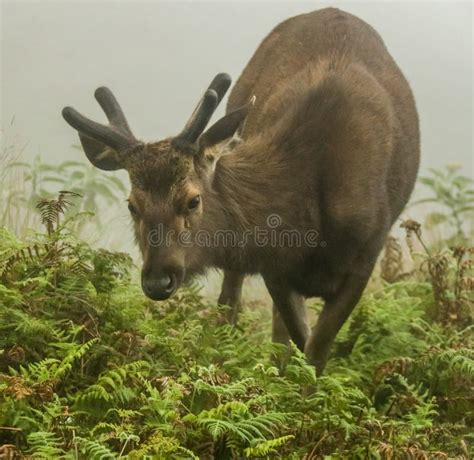 Sambar Deer , Horton Plains , Srilanka Stock Image - Image of jungle ...