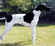 English Pointer Dog Breed - Facts and Traits | Hill's Pet