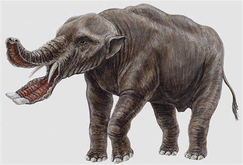 Platybelodon Facts, Habitat, Diet, Fossils, Pictures