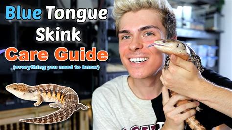 Blue Tongue Skink Care Guide! (EVERYTHING you need to know) - YouTube