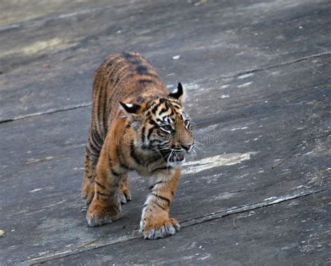 Tiger kitten stock photo. Image of kitten, cute, panthera - 23109788