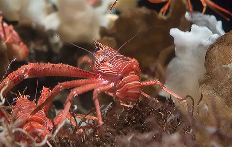 Red Crabs Newport Beach: Red Crabs Invade Southern California Beaches ...