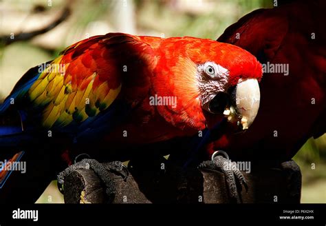 Parrot tropical birds Stock Photo - Alamy