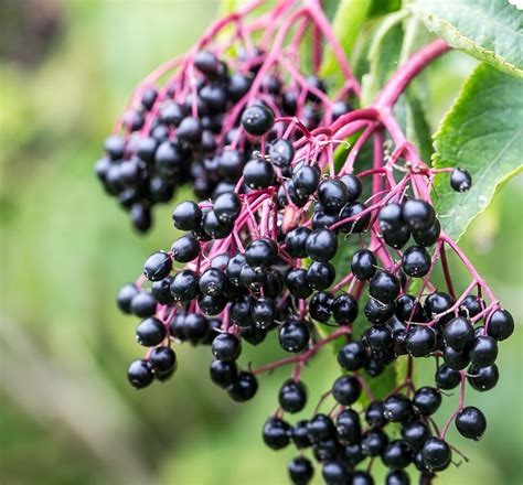 19 Berry Bushes Birders Should Grow - Birds and Blooms