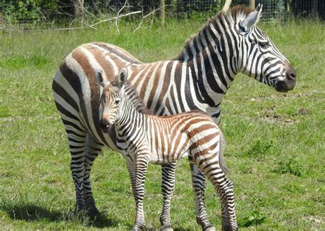 Lake District Wildlife Park - Where To Go With Kids - Cumbria