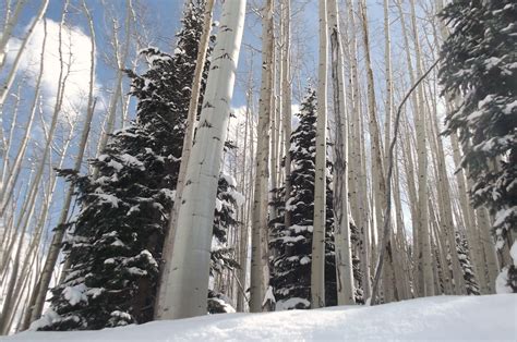 Aspen trees in the winter. | Aspen trees, Winter trees, Aspen