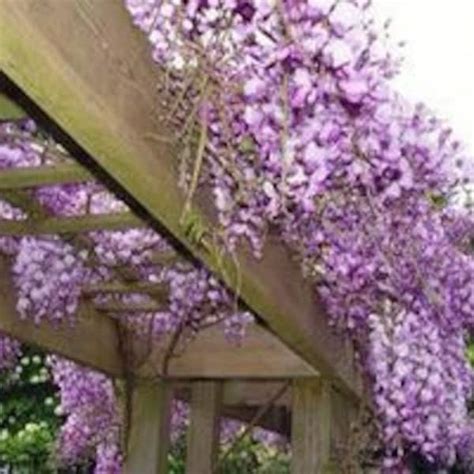 Wisteria - Etsy