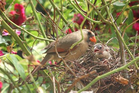 All About a Cardinal Nest and Nesting Habits - Birds and Blooms