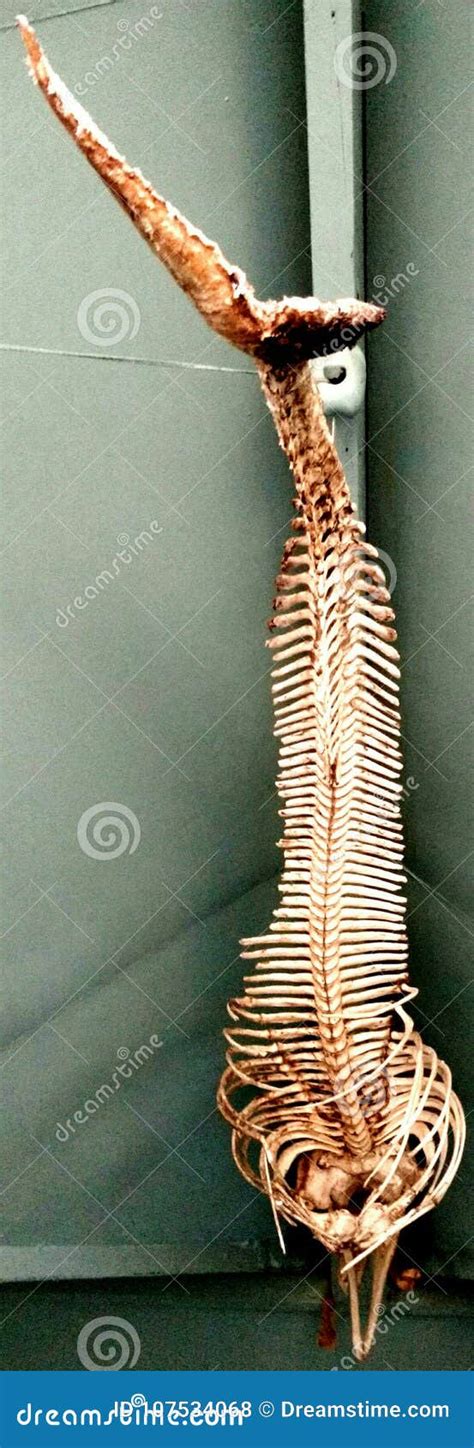 Dolphin Skeleton stock photo. Image of nature, delphinids - 107534068