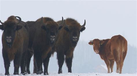 Cow walks on wild side with Polish bison - BBC News