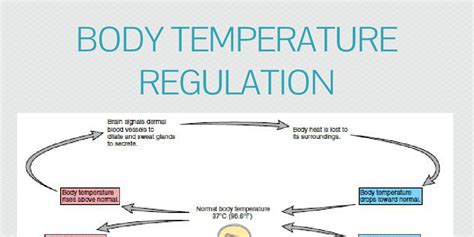 Body Temperature Regulation by coleruohonen - Infogram