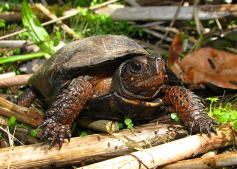 Record Number of Acres Restored for Protection of Bog Turtle – PARS News