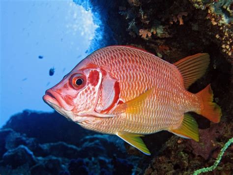 STATE ANNOUNCES A 40-DAY RECREATIONAL RED SNAPPER SEASON IN STATE AND FEDERAL WATERS - Coastal ...