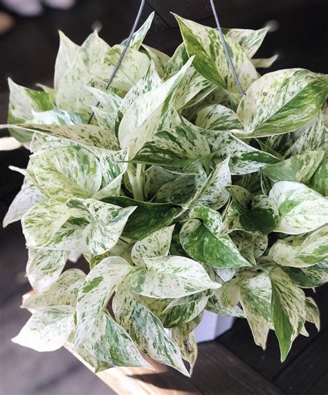 Gardening & Plants Marble Queen Pothos Houseplant Unrooted Cuttings Home & Hobby etna.com.pe