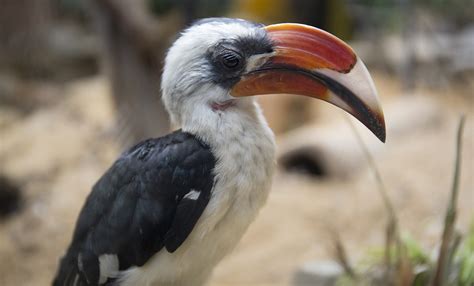 Von der Decken's hornbill | Smithsonian's National Zoo and Conservation ...