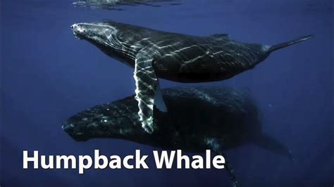 Humpback Whale Sounds - YouTube