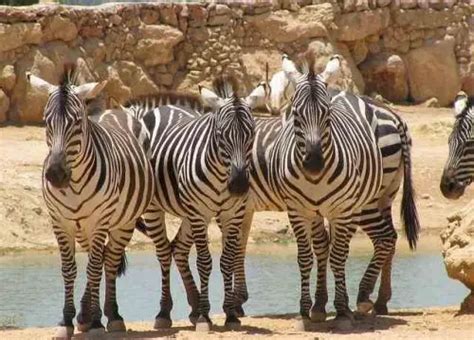 African Animals For Kids | List of 8 African Animals