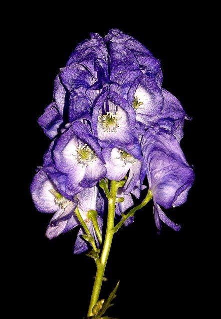 Aconite in homeopathy: properties, benefits and uses (all you need to ...