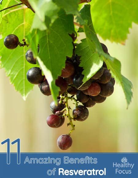 11 Amazing Benefits of Resveratrol - Healthy Focus