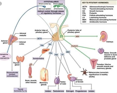 Printable Endocrine System Diagram