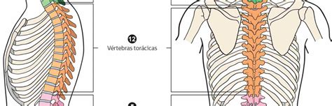 La columna vertebral: estructura y partes | ILERNA