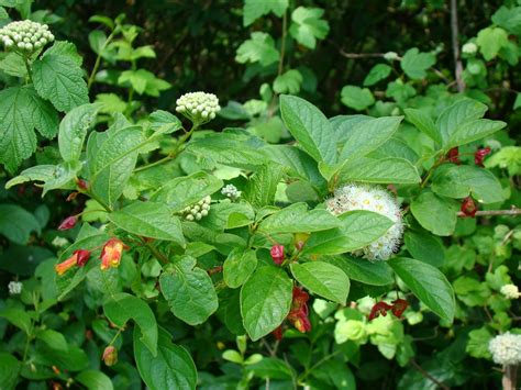 Leaves of Plants: Pacific Ninebark