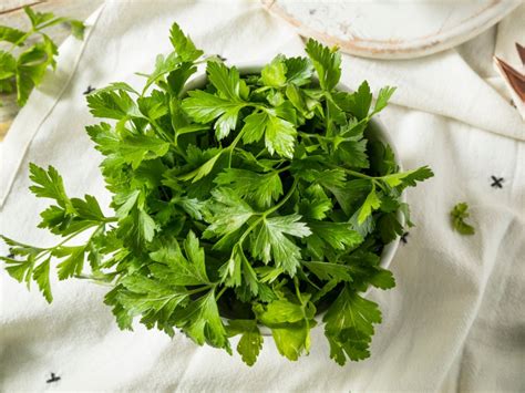 Italian Parsley Herbs - How To Grow Italian Parsley