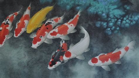 4k Koi Fish Wallpaper Spiritedmusepress - Koi Fish - 1920x1080 ...