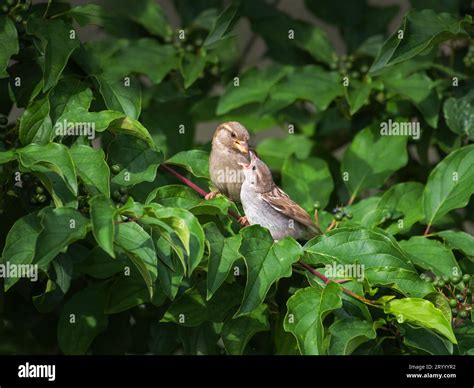 Male house sparrow feeding his youngster after it fledged from the nest Stock Photo - Alamy