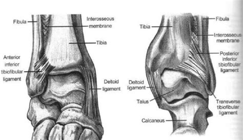 Tibial Plafond Fractures - Trauma - Orthobullets