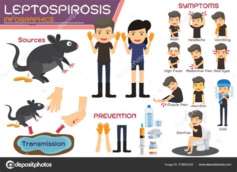 Leptospirosis infographics. Leptospirosis about symptoms and pre — Stock Vector © artitcom ...