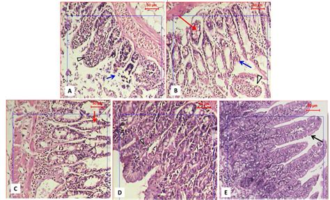 Histopathological examination of intestinal epithelium in different ...