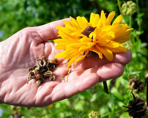 Collecting seeds from flowers: how and when to do it | Gardeningetc