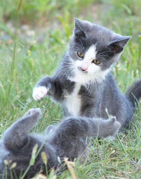 kittens playing | Two of our kittens playing in the grass | Jill ...