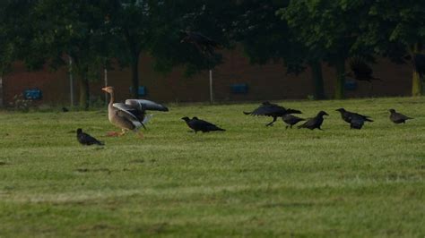 The Urban Birder: Goose stepping