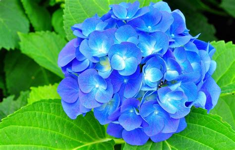 Hydrangea Wallpapers - Wallpaper Cave