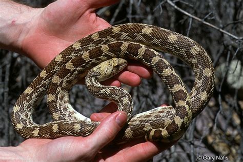 Sonoran Gophersnake - Pituophis catenifer affinis