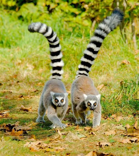 The Most Adorable Ring Tailed Lemur