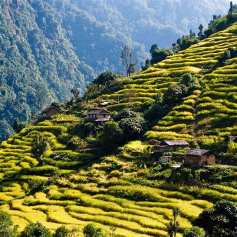 Rice terraces While trekking around the Annapurnas. Village House Design, Village Houses, Rice ...