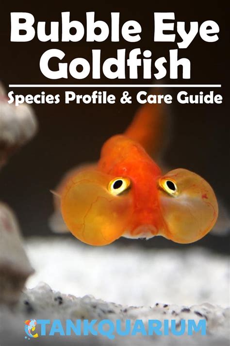 Bubble Eye GoldFish Care Guide and Tank Setup