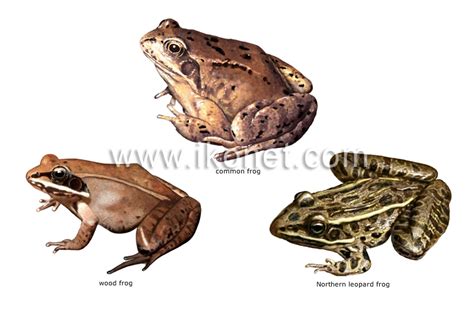 animal kingdom > amphibians > examples of amphibians image - Visual Dictionary