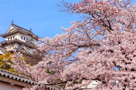 Osaka Cherry Blossom Viewing, Food Tour (Feb 2024)