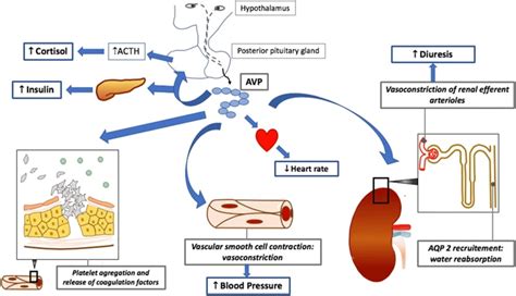 Side effects of vasopressin. Vasopressin in Shock States: Mechanisms, Benefits, and Risks