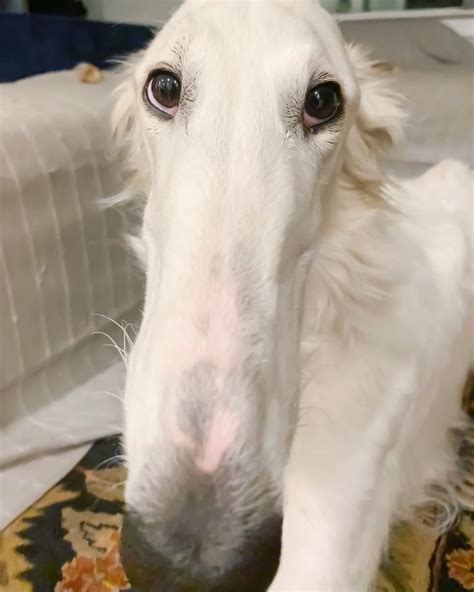 Meet Eris, The Borzoi Sighthound Dog With The World’s Longest Nose