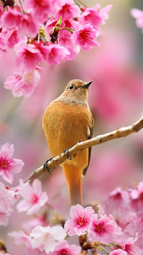 1440x2560 Bird Sitting On Cherry Blossom Tree 4k Samsung Galaxy S6,S7 ...