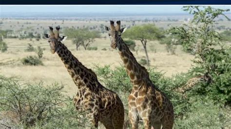 Giraffe population plunges in Africa - CNN Video