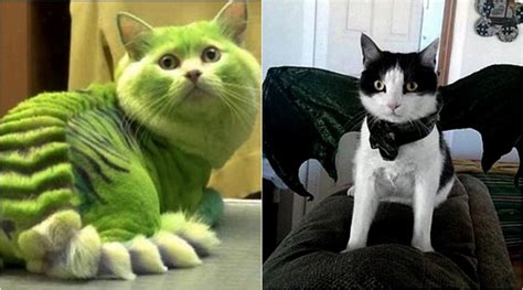 PHOTOS: Costume cats or Daenerys’ dragons: A Game of Thrones makeover? | The Indian Express