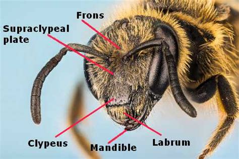 The Bee Face Close-Up, Labelled Drawing, Features And Gallery Of Faces